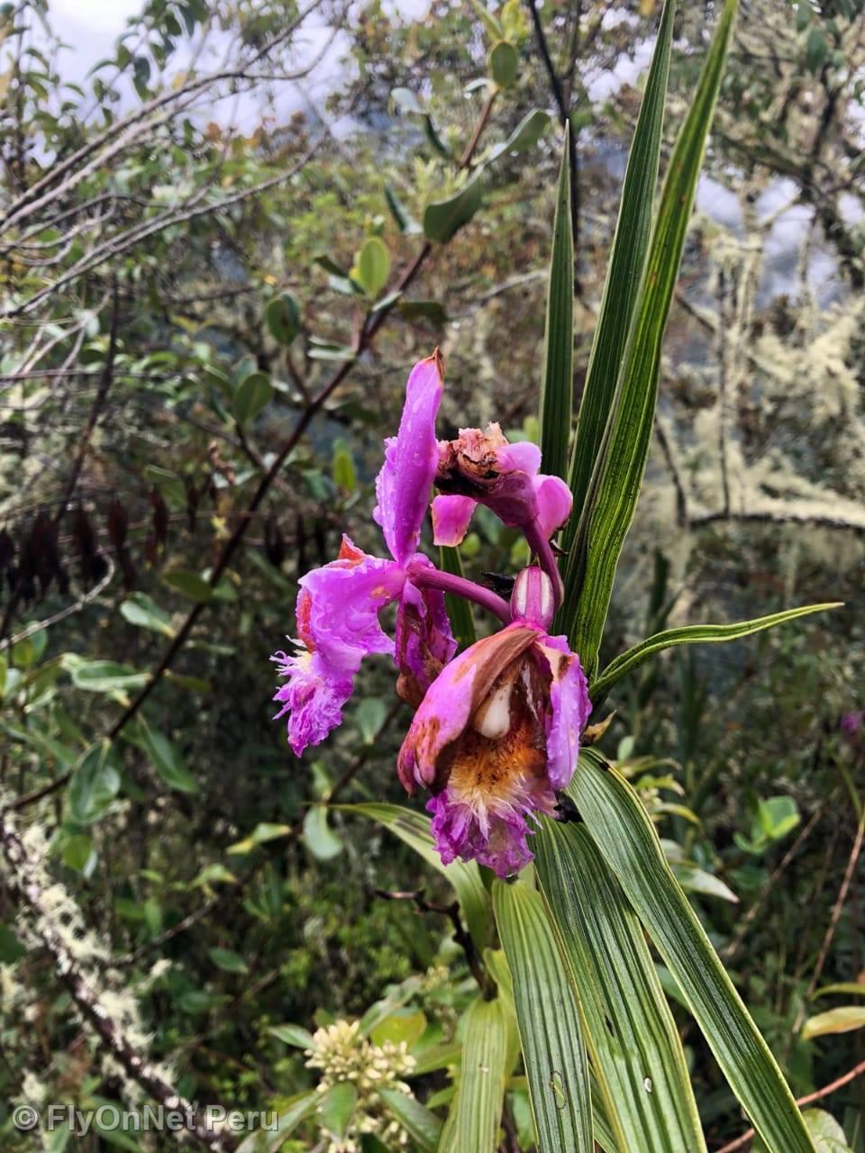 Álbum de fotos: Orquídea