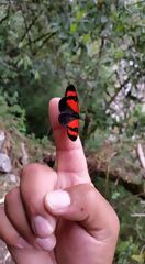 Mariposa vista durante el trek
