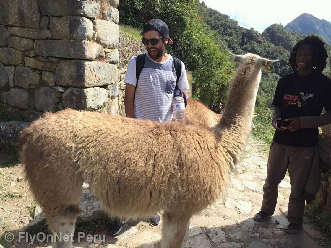 Álbum de fotos: Llama en Machu Picchu