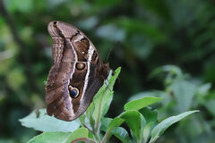 Mariposa en el camino
