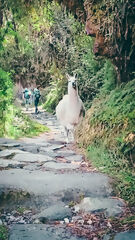 Camino Inca